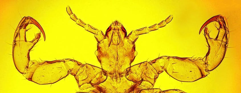 Human louse (Pediculus humanus Linnaeus) bears an uncanny resemblance to the monsters in Alien when viewed under the microscope. Shutterstock