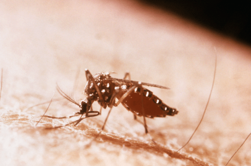 Image source: https://commons.wikimedia.org/wiki/File:Yellow_Fever_Mosquito_-a.png&nbsp;