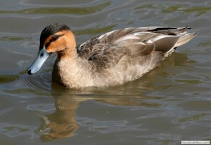 Ceci n’est pas un canard.